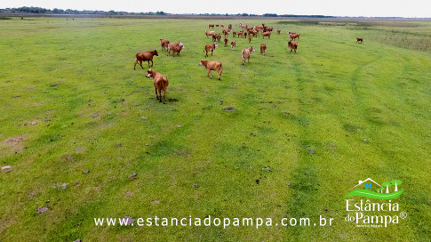 INICIO GADO TOP.00_03_08_02.Quadro044_a183d006c708d8232517a380cc70214a97b35937.jpg